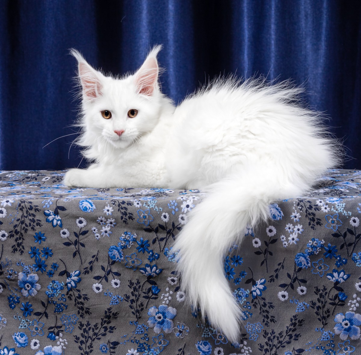 Музыка белая кошка. Кошка белая. Роскошная кошка. Милые Поющие белые кошечки.